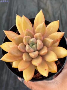 红象牙 多肉六厘米左右韩版精品肉肉精控养小桩卉海多肉 大棚直发