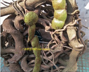 中药材野生过江龙 过岗龙 过山枫 过岗扁龙 野生