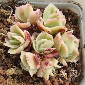 一物一拍 冰玫瑰锦冰边自然锦稀有贵货可爱多肉植物4月25日更新