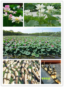 大量供应食用观赏藕苗大型荷花苗庭院盆栽池塘莲藕苗种根水培水养