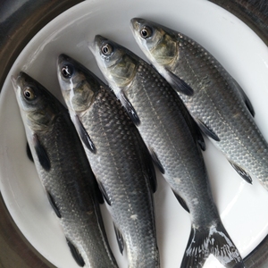 螺丝青公分苗大头螺蛳青鱼苗黑皖乌皖乌青乌混混黑混淡水活体养殖