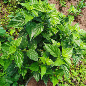 新鲜野生斑鸠叶重庆神仙豆腐叶子凉粉绿豆腐观音柴黄荆叶食用现摘
