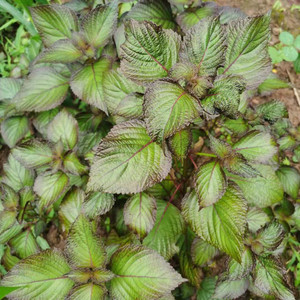 野生新鲜紫苏叶天然苏子叶去腥香料泡菜水去白 现摘包邮