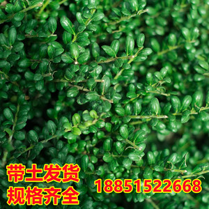 龟甲冬青树苗齿叶冬青球小叶冬青球四季常青庭院绿化苗景观造型苗