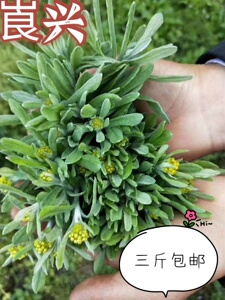 800人付款淘宝包邮湖南邵阳特产新鲜水牛花捻子花清明