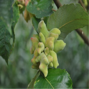 五倍子种籽种苗 药材树苗 百虫仓 盐肤木 庭院盆栽地栽苗5棵包邮