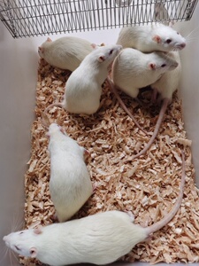 活体实验动物sd大鼠大白鼠大量出售可开票