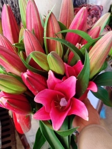 云南基地鲜花粉红百合普拉芬多