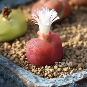 1216-201到220拉登毛汉尼灯泡蟠桃鸽子蛋o泡范范萌多肉肉植物