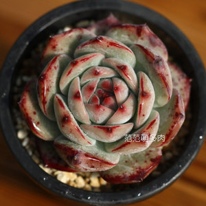 拉糖周正颜色美腻韩国进口一物一拍范范萌多肉肉植物