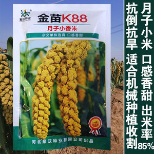 金苗k88黄谷种子抗鸟害 金玉香米谷糯小米 黄谷粟米小香米种子