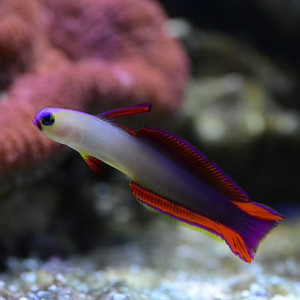 海水鱼活体珊瑚观赏鱼 雷达鱼紫雷达鱼漂漂鱼医生鱼