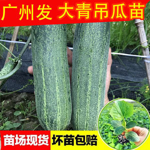 大青吊瓜苗 大黄瓜苗旱黄瓜苗小黄瓜秧苗露天种植蔬菜种苗