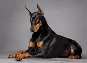出售纯种杜宾犬幼犬德国血统活体家庭宠物狗狗黑色大型短尾幼崽犬
