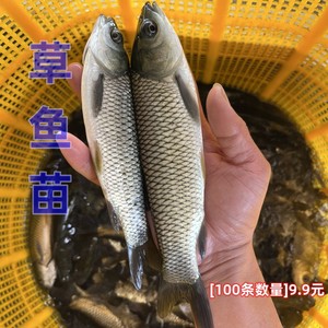 鱼苗批发鱼苗出售八俩到一斤的草鱼苗多少钱一斤 鱼苗批发鱼苗出售八俩到一斤的草鱼苗多少钱一斤