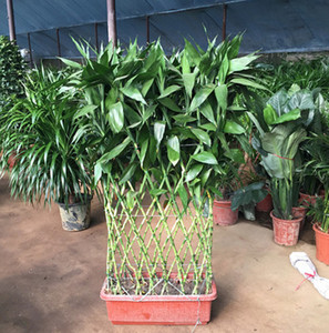 前台富贵竹笼竹排盆栽大型绿植花卉客厅办公室开运竹观叶植物屏风