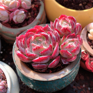 云南直发 紫水晶玫瑰多肉植物杂交新品布朗先生的古董店 一物一拍