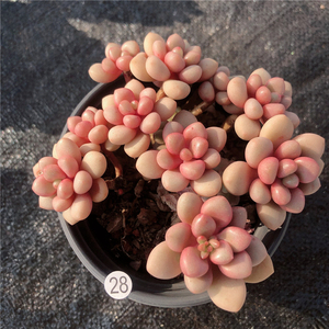 云南多肉 先锋派 多肉植物 布朗先生的多肉店青橙园艺一物一拍