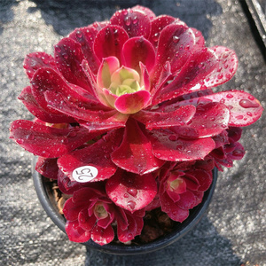 美杜莎法师多肉植物