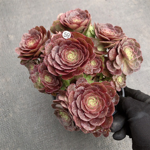 云南多肉 沙拉碗朵朵缀 法师多肉植物布朗先生的多肉店 一物一拍