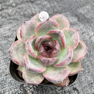 昆明直发 黑玫瑰 多肉植物 布朗先生的古董店青橙园艺一物一拍