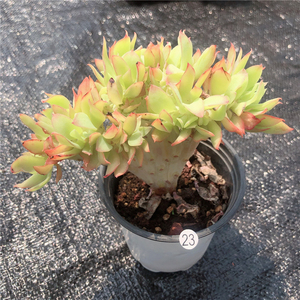 云南多肉 柠檬卷缀化 多肉植物布朗先生的古董店青橙园艺一物一拍