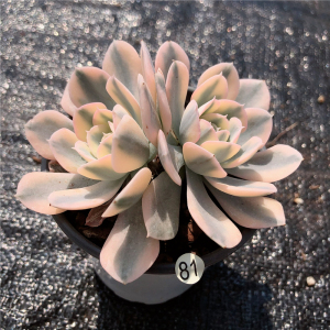 昆明直发 鲁氏锦多肉植物布朗先生的古董店青橙园艺趣味一物一拍