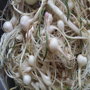 东北长白山新鲜野生小根蒜野蒜脑瓜蹦小野蒜头每份1500克3斤包邮
