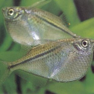 巨斧银燕子,燕子鱼,南美群游上层热带淡水观赏鱼