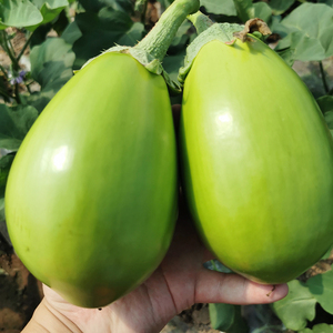 青茄子湖北农家新鲜蔬菜绿茄子现摘圆茄子烧烤香茄子4斤包邮