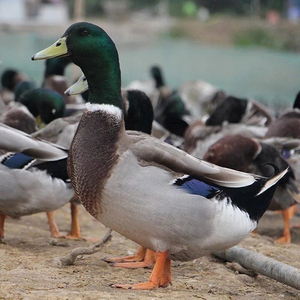洪湖青头鸭老飞鸭会飞鸭子绿头鸭新鲜老母鸭麻鸭子整只鸭肉顺丰