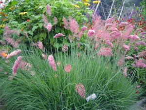 观赏草花境植物坡地毛冠草盆栽花苗多年生耐热耐寒