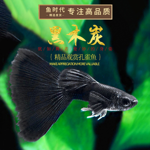 [鱼时代]黑木炭孔雀鱼黑礼服莫斯科蓝纯种精品热带胎生观赏鱼活体
