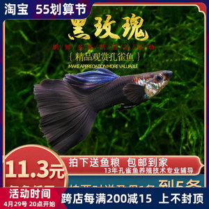 [鱼时代]黑玫瑰 精品孔雀舞 胎生观赏鱼黑尾礼服木炭黑热带凤尾鱼