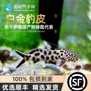 南美白金豹皮鱼倒吊猫大胡子大帆波丽斑马热带鱼慈鲷底栖鱼活体鱼