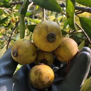 2022年广西野生新鲜水果木竹果竹桔竹橘牙黄果酸筒子岭南木竹子果