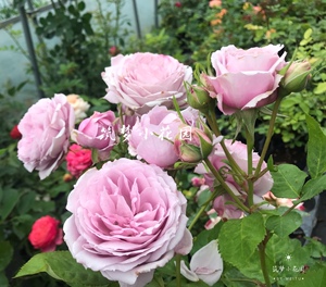 月季 罗丝琳/罗斯琳 日本月季切花灌木勤花【筑梦小花园