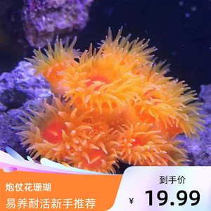 炮仗花珊瑚太阳花珊瑚nps海缸珊瑚缸新手软体海水生物活体易养耐