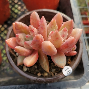 桃花源群桩 一物一拍黄金玛利亚多肉植物 花卉绿植