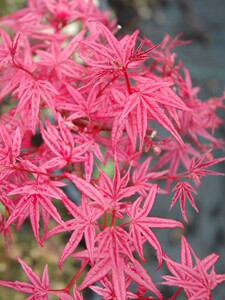 日本进口红枫盆景