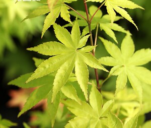 【日本枫树】夏金黄色红枫耐阴小乔木日式庭院阳台盆栽庭院绿植物