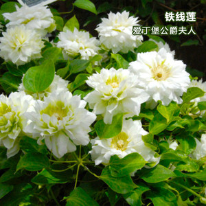 爱丁堡公爵夫人铁线莲大苗耐热抗寒攀爬藤绿植物花卉阳台盆栽庭院