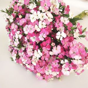 云南昆明鲜花基地直发:粉色相思梅,家庭插花特价包邮~招代理!