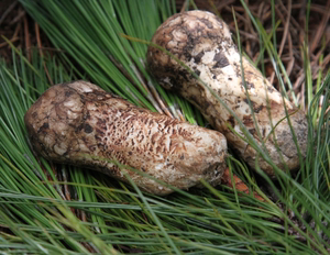 北树香格里拉野生松茸新鲜云南野生菌精选松耸出口未开伞松茸菌