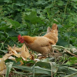 正宗土鸡2年老母鸡农家散养苏北草鸡自养活鸡现杀冷鲜月子鸡笨鸡