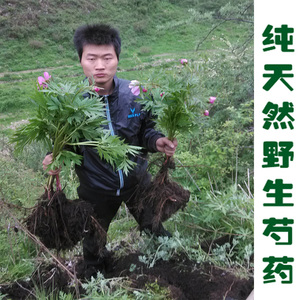 甘肃天然纯野生白芍片500克包邮特级无硫芍药可赤芍整根磨粉