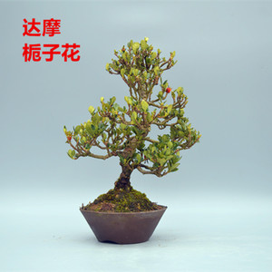 禅意日本达摩栀子花微型盆景盆栽实物老桩进口花果常青绿植精品