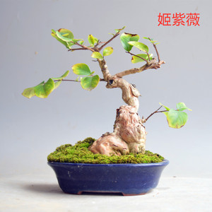 日本紫微盆景