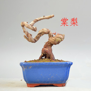 棠梨微型盆景盆栽观赏梨野梨豆梨开花结果实物造型素材特价包邮
