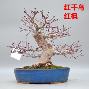 红千鸟盆景